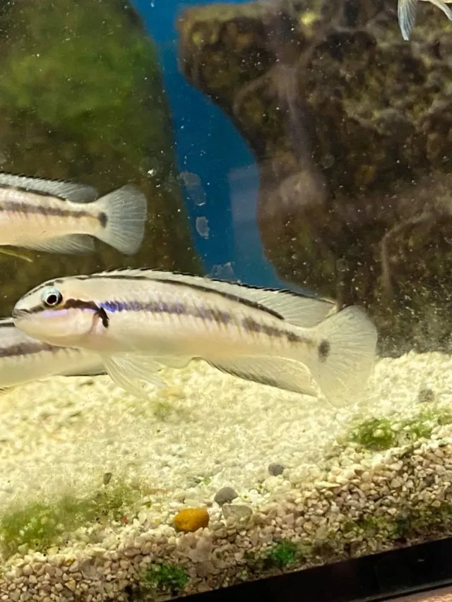 Näsets Ciklidhobby Telmatochromis Vittatus akvariefisk Tanganyika