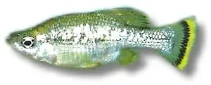 Näsets Ciklidhobby Butterfly Goodeid akvariefisk 3–4 cm livfödare