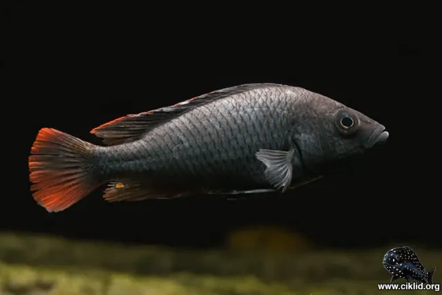 Nubilaciklid Haplochromis nubilus 3,5–4 cm ciklid