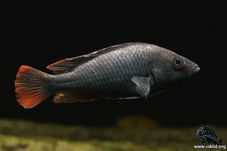 Nubilaciklid Haplochromis nubilus 3,5–4 cm ciklid