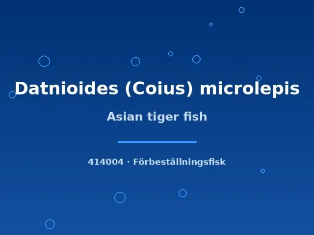 Näsets Ciklidhobby Datnioides microlepis tigerfisk 5–7 cm rovdjur