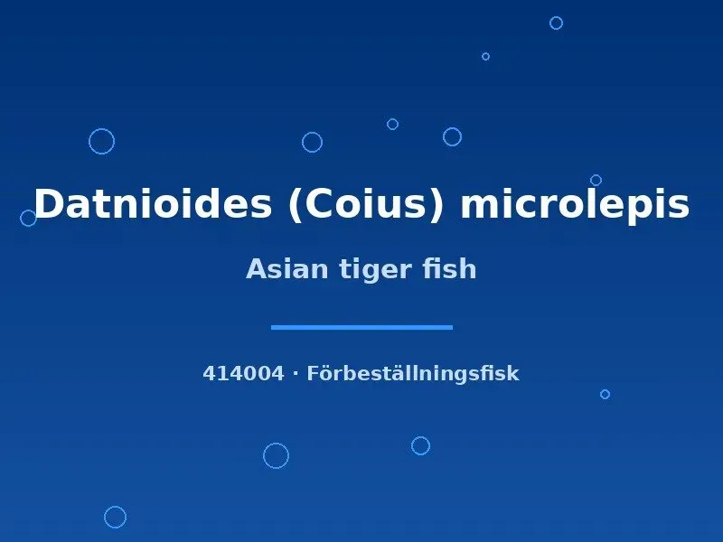 Näsets Ciklidhobby Datnioides microlepis tigerfisk 5–7 cm rovdjur