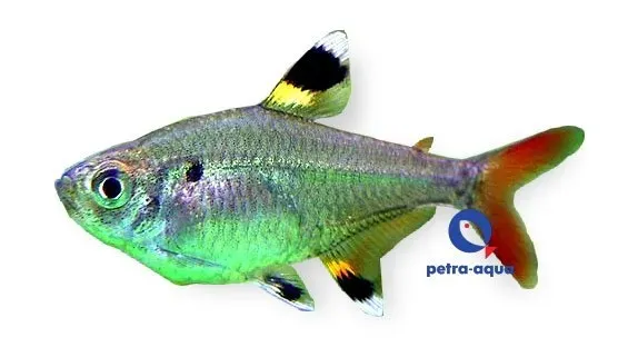 Näsets Ciklidhobby Pristella maxillaris akvariefisk 3–3,5 cm stimfisk