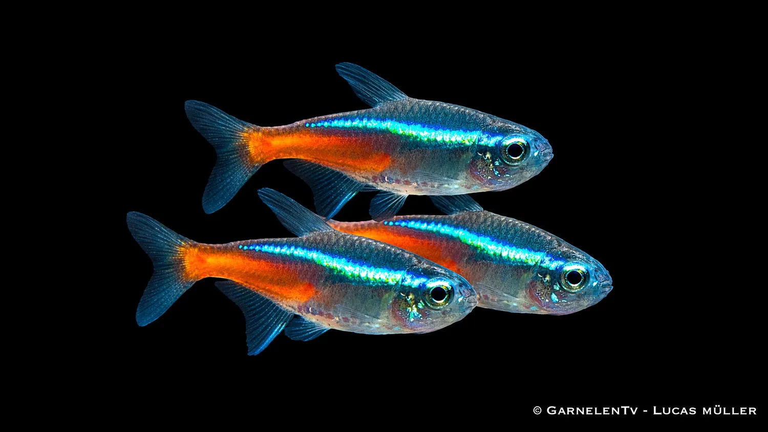 Garnelen TV Neontetra Paracheirodon innesi stimfisk