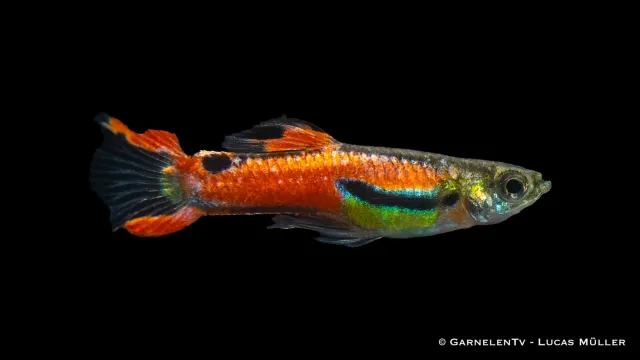 Garnelen TV Endler guppy hane red scarlett akvariefisk