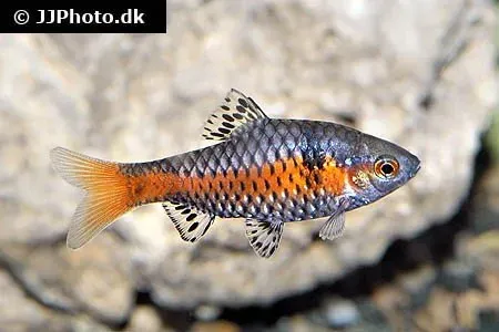 Näsets Ciklidhobby Odessabarb Pethia padamya 2,5–3 cm