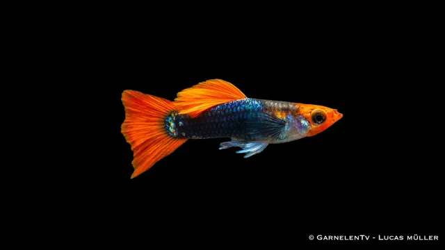 Garnelen TV Koi Tuxedo guppyhane Poecilia 3-4 cm