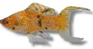 Näsets Ciklidhobby Sail-Fin Molly akvariefisk par 7-9 cm