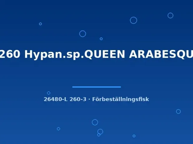 Näsets L260 Queen Arabesque mal 7–10 cm Hypancistrus
