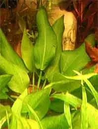 Näsets Ciklidhobby Echinodorus schlueteri växt kruka