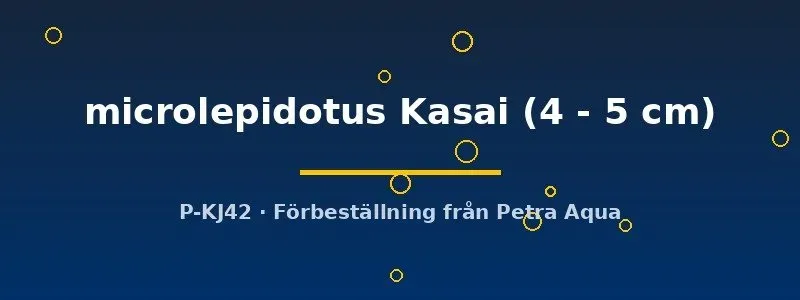 Näsets Ciklidhobby Cyprichromis microlepidotus Kasai ciklid 4–5 cm