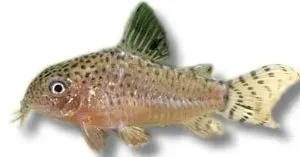 Corydoras punctatus akvariefisk 4–5 cm pansarmal