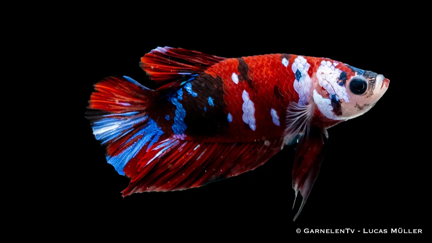 Garnelen TV Koi Plakat kamphane Betta splendens fisk