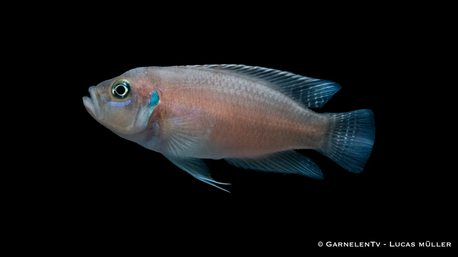 Garnelen TV Neolamprologus brevis ciklid snäcka
