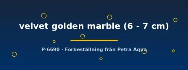 Poecilia latipinna velvet golden marble molly 6–7 cm