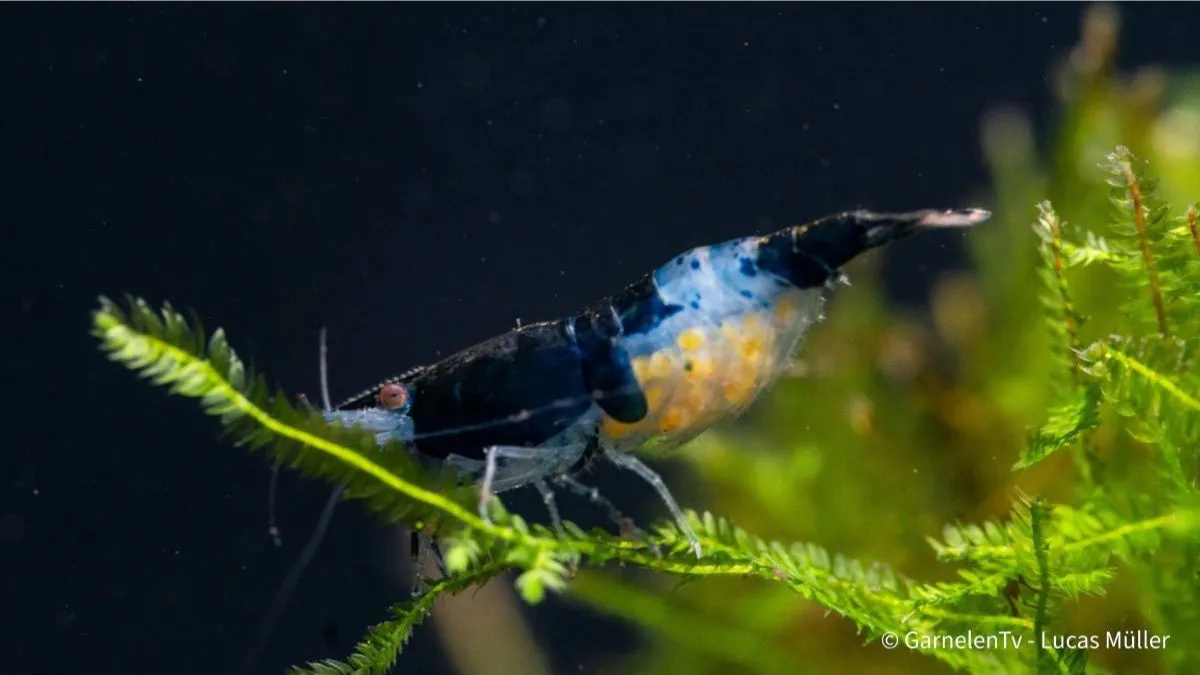 Garnelen TV Neocaridina Blue Carbon Rili räka blå