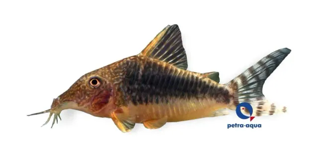 Näsets Ciklidhobby Corydoras seussi pansarmal 3,5–4 cm