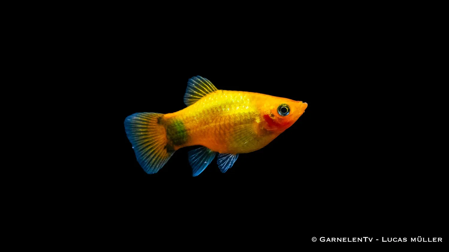Platy Gold Mond Glühlicht Xiphophorus maculatus akvariefisk 5-7 cm