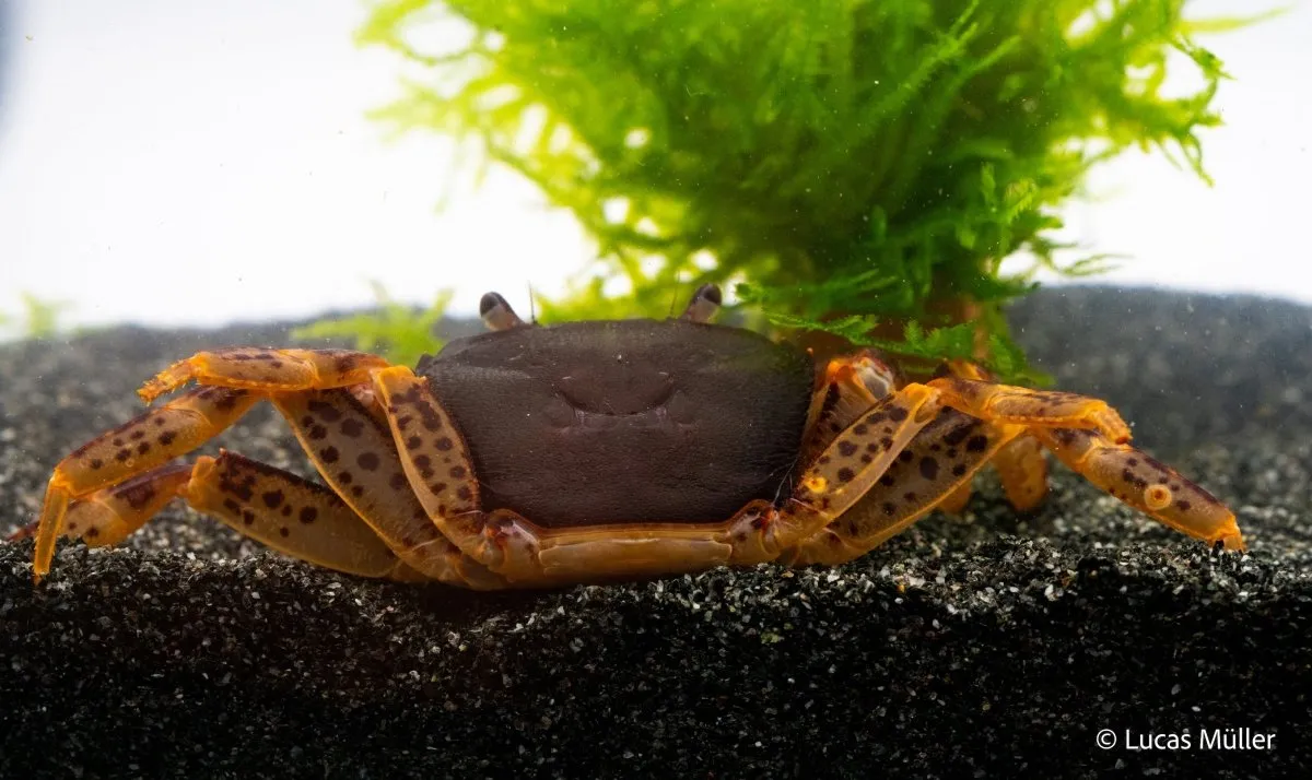 Parathelphusa ferruginea sulawesikrabba rostbrun