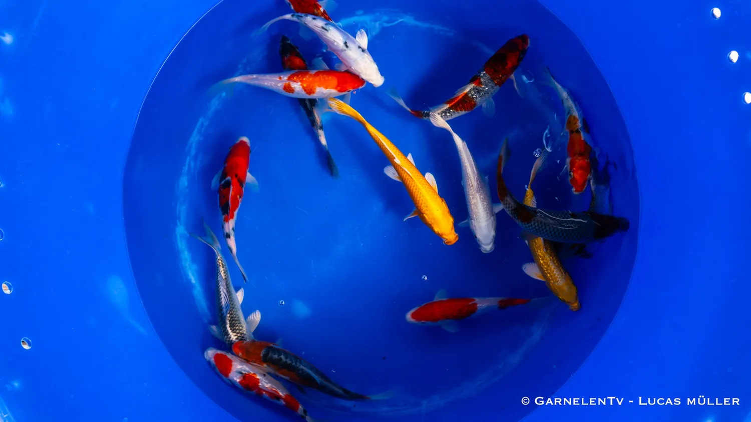 Garnelen TV Koi Cyprinus carpio 40-45 cm dammfisk
