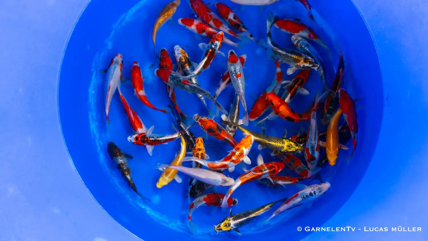 Japan Koi Ikarashi Cyprinus carpio dammfisk 13-15 cm