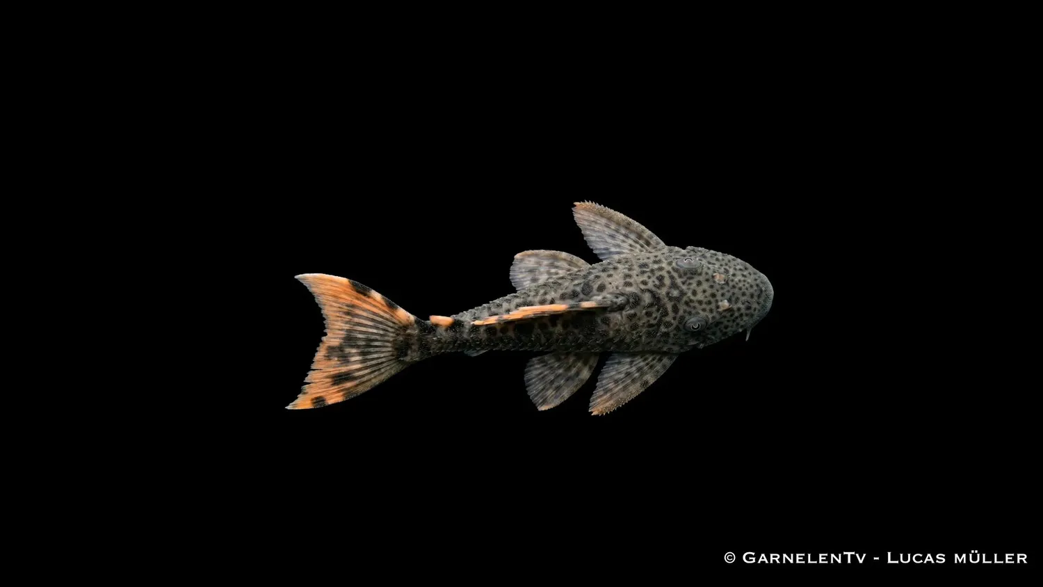 Garnelen TV L 091 Leporacanthicus sugmal orangefläckig