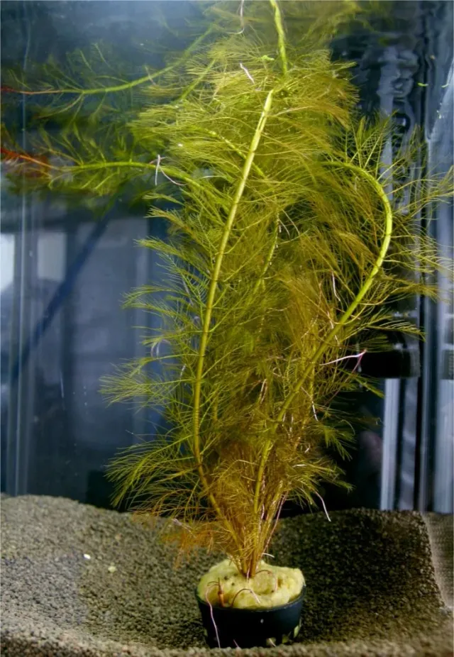 Näsets Ciklidhobby Myriophyllum mattogrossense akvarieväxt Medium