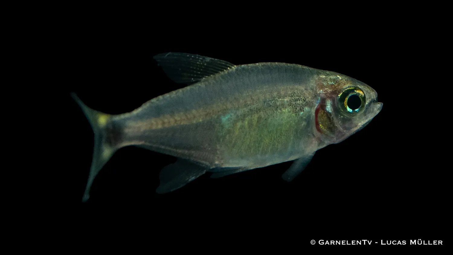 Garnelen TV procyon tetra stimfisk Hyphessobrycon
