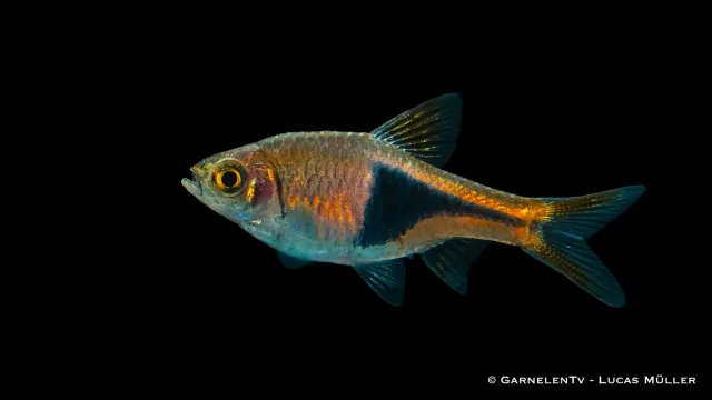 Garnelen TV Hengels kilfläcksrasbora stimfisk Trigonostigma henge