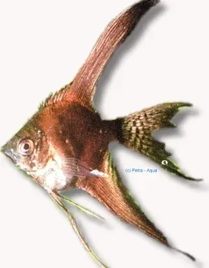 Näsets Black Angelfish Pterophyllum scalare skalarfisk 1,5–2 cm