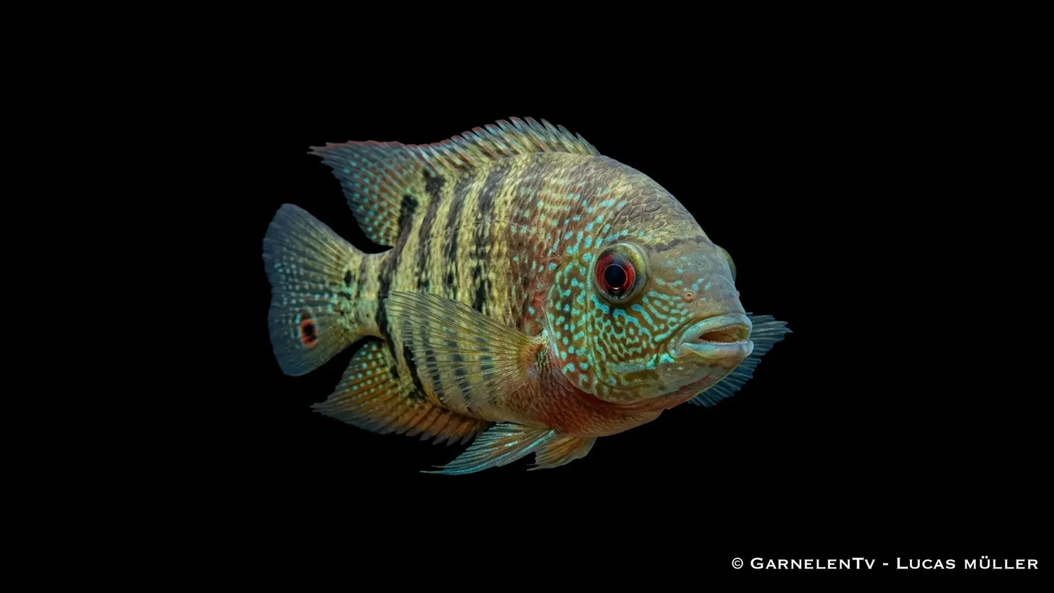 Garnelen TV Heros severum ciklid ögonfläck robust