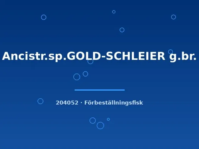 Näsets Ciklidhobby Gold-Schleier ancistrus 3–4 cm slöja