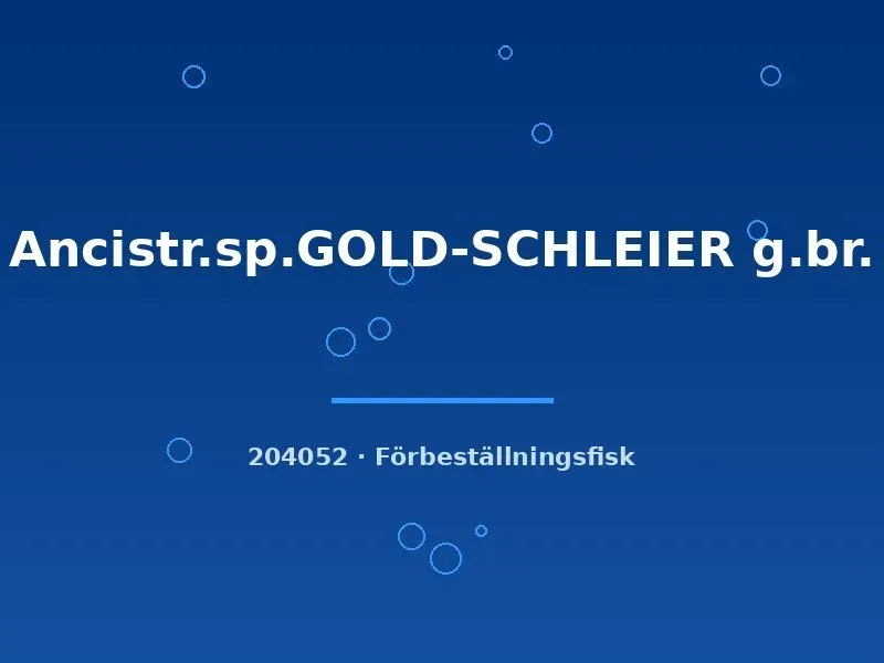 Näsets Ciklidhobby Gold-Schleier ancistrus 3–4 cm slöja