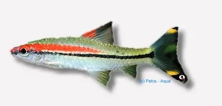 Näsets Ciklidhobby Puntius denisoni wildcatch fisk 6–8 cm