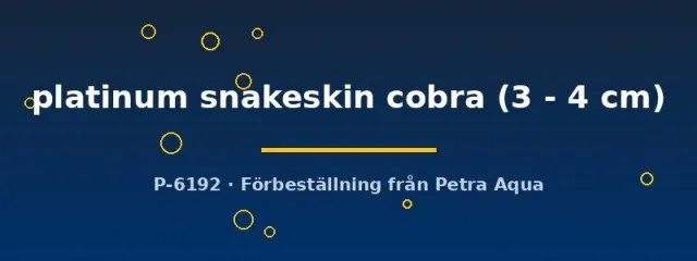 Näsets Ciklidhobby Platinum Snakeskin Guppy hane 3–4 cm