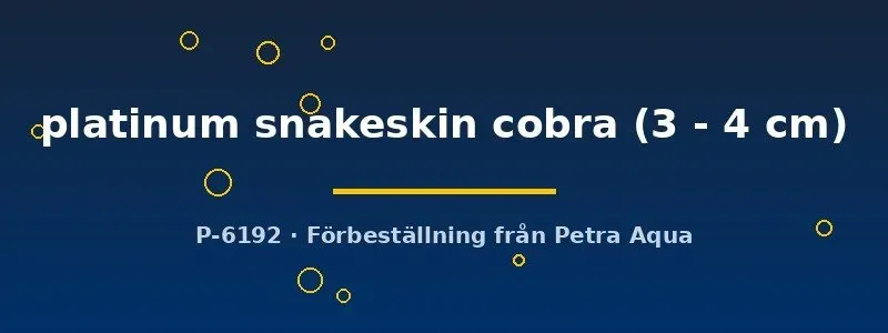 Näsets Ciklidhobby Platinum Snakeskin Guppy hane 3–4 cm