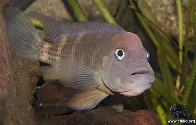 Näsets Ciklidhobby Lejonhuvudsciklid akvariefisk 4–5 cm