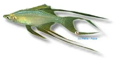 Näsets Ciklidhobby Iriatherina werneri smoke XL akvariefisk stimfisk