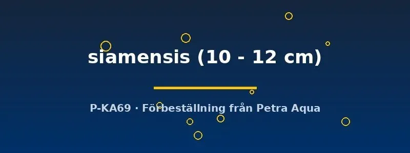 Näsets Ciklidhobby Mastacembelus siamensis taggål 10–12 cm