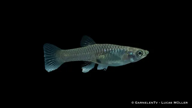 Endlers guppy Santa Maria hona Poecilia wingei 3,5-4,5 cm