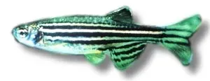 Näsets Ciklidhobby Brachydanio rerio zebrafisk 2–2,5 cm