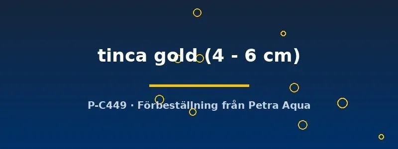 Näsets Ciklidhobby Tinca tinca gold sutare 4–6 cm dammfisk