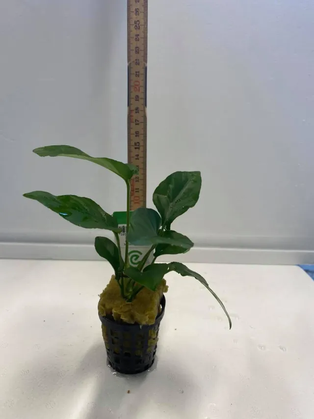 Näsets Ciklidhobby Anubias akvarieväxt lågljus tålig