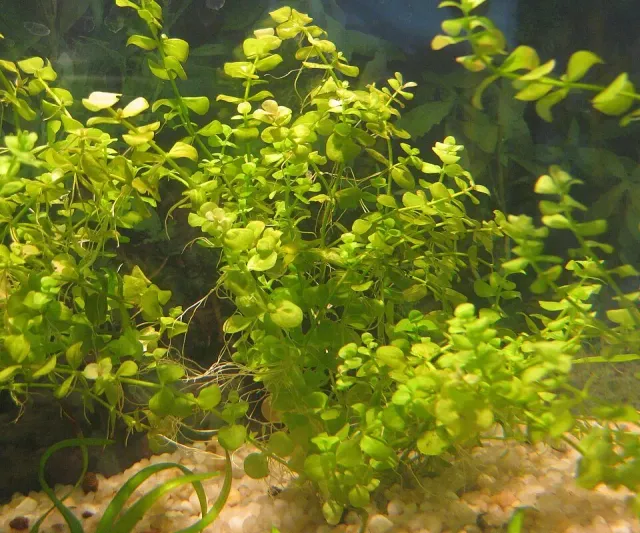 Näsets Ciklidhobby Micranthemum umbrosum PE akvarieväxt grön