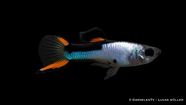 Garnelen TV Endler Silverado guppy hane silver