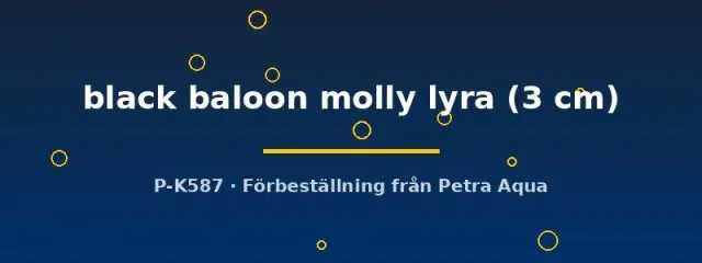 Poecilia latipinna black balloon molly lyra 3 cm