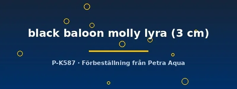 Poecilia latipinna black balloon molly lyra 3 cm