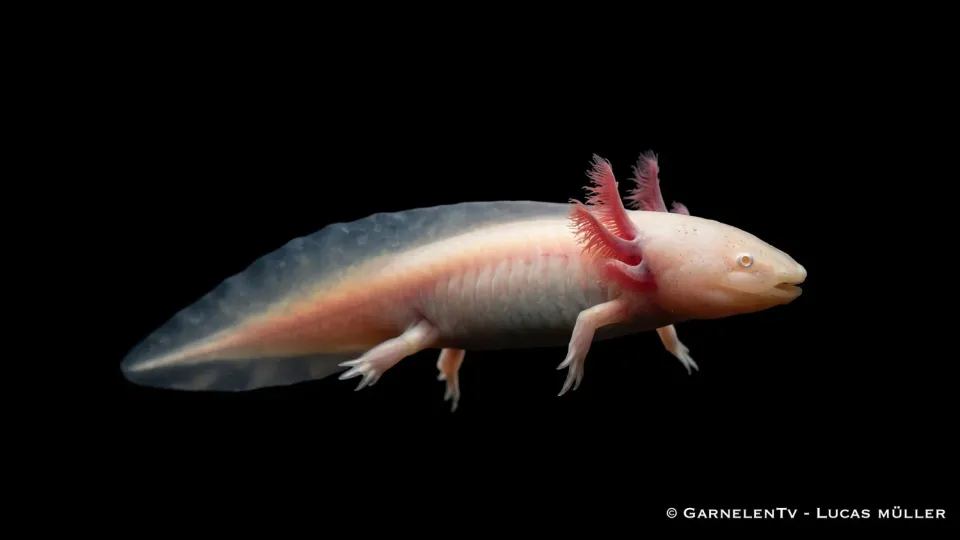 Garnelen TV Ambystoma mexicanum albino axolotl