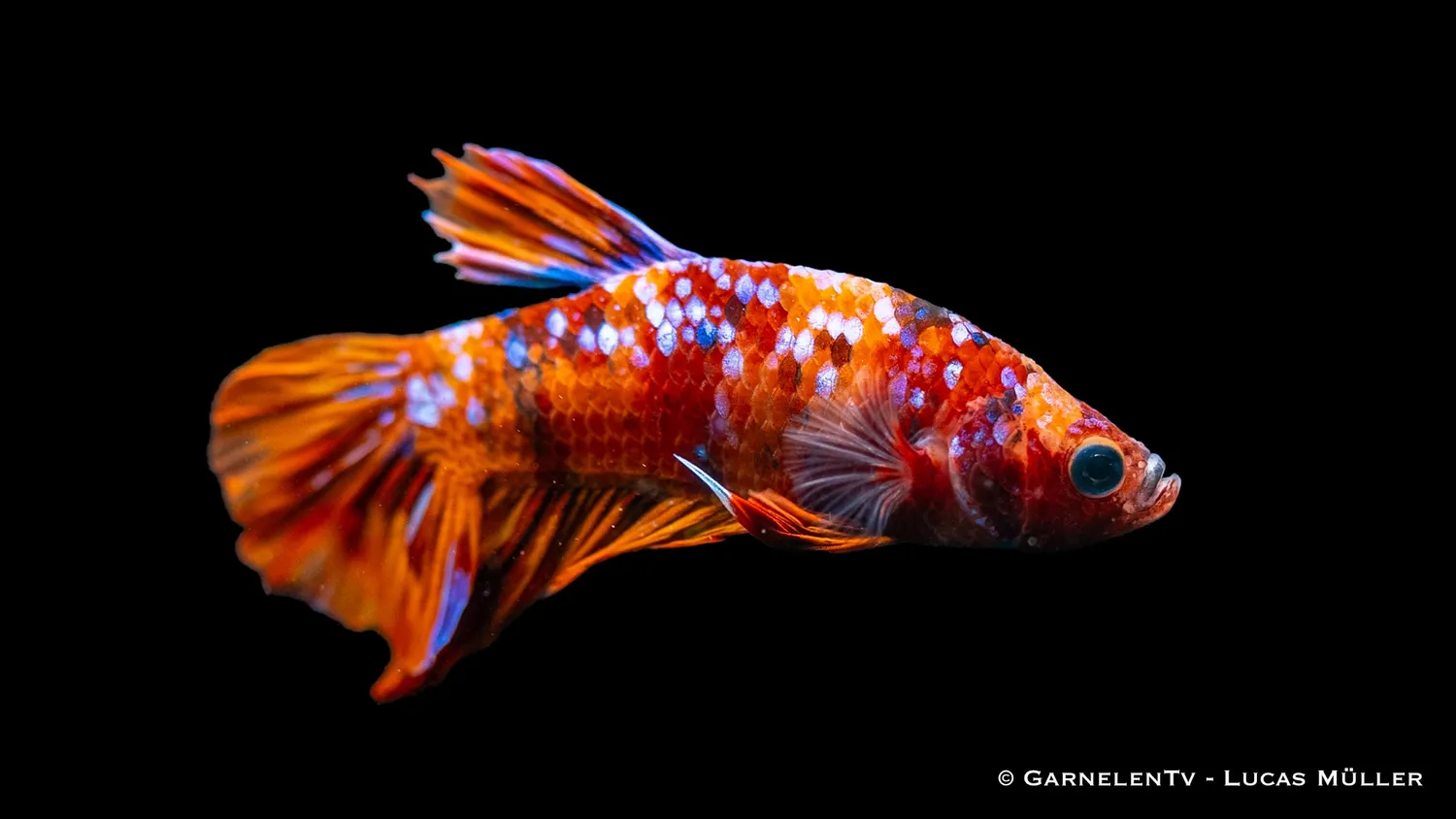 Garnelen TV Koi Plakat kamphane Betta splendens fisk