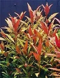 Näsets Ciklidhobby Alternanthera Rosaefolia akvarieväxt kruka